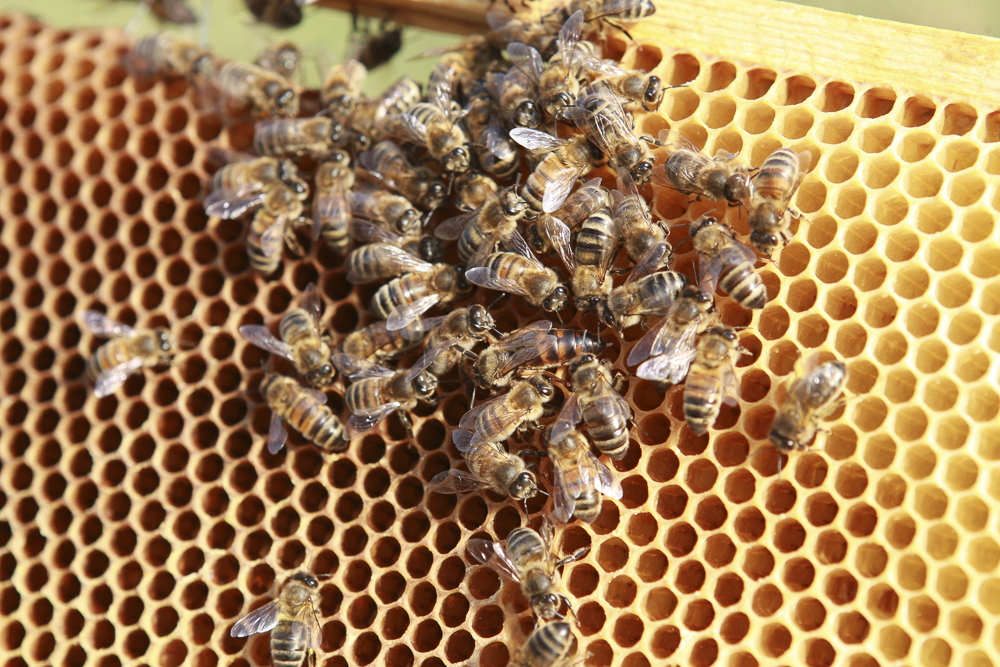 The bee plays a crucial role in supporting all life on this planet. Here you see bees on a bee hive.