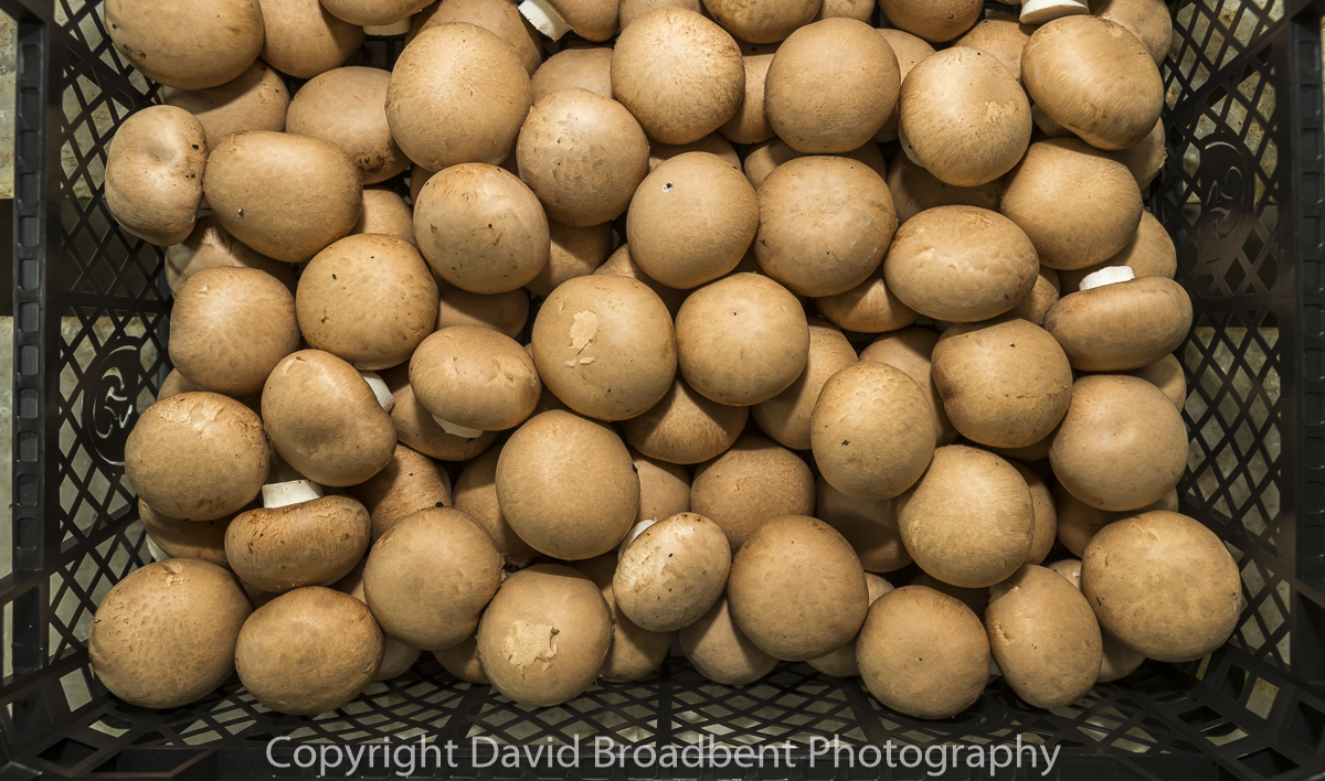 David Broadbent Photography, copyrighted, mushroom grower, farming, agriculture, 