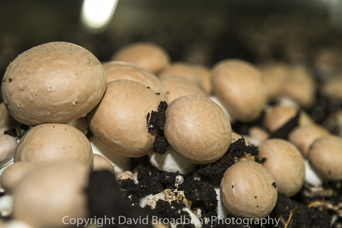 David Broadbent Photography, copyrighted, mushroom grower, farming, agriculture,