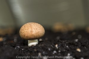 David Broadbent Photography, copyrighted, mushroom grower, farming, agriculture,