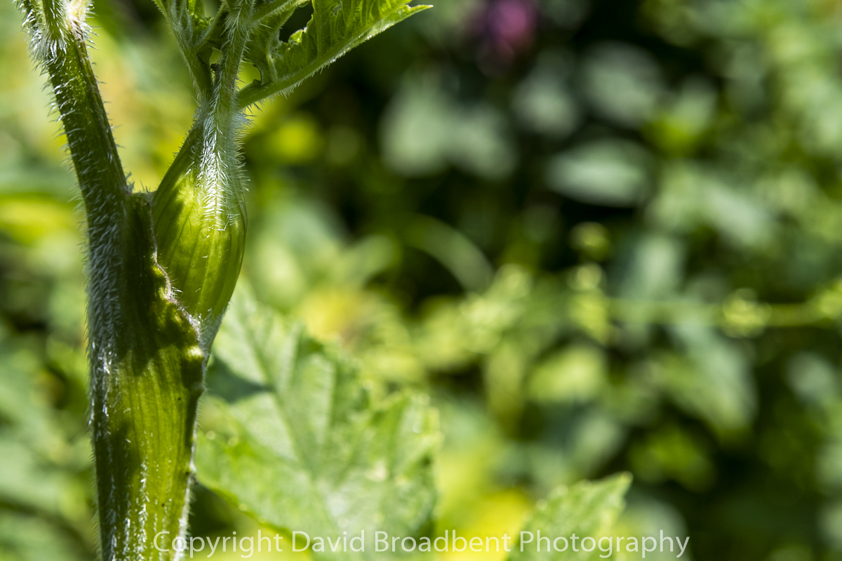 common hogweed, forage, herb, David Broadbent Photography, edible, delicious, tasty, wild food,